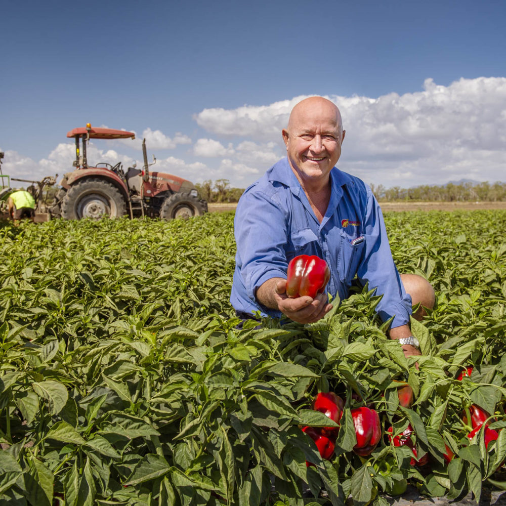 Love My Salad | Rocky Ponds Produce, Gumlu, Queensland